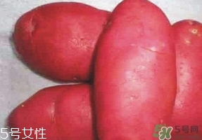 紅土豆是轉(zhuǎn)基因的嗎？紅土豆和正常土豆的區(qū)別