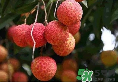 糯米糍荔枝多少錢一斤2017？糯米糍荔枝市場(chǎng)價(jià)格