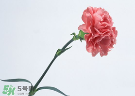 父親節(jié)可以送康乃馨嗎？父親節(jié)送康乃馨好不好？