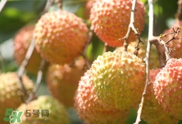 桂味荔枝和妃子笑哪個(gè)好吃？桂味荔枝和妃子笑區(qū)別