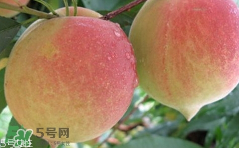 鷹嘴桃多少錢一斤2017？鷹嘴桃市場價格