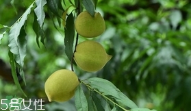 鷹嘴桃種植應(yīng)注意哪些？鷹嘴桃什么時間修剪