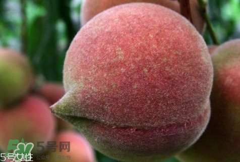 九仙桃怎么保鮮？九仙桃可保鮮多長時(shí)間