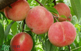 水蜜桃可以和香蕉一起吃嗎？水蜜桃可以跟香蕉同吃嗎？