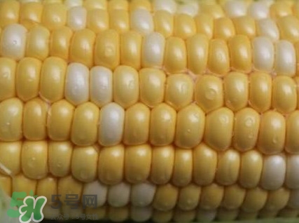 水果玉米孕婦能吃嗎？懷孕可以吃水果玉米嗎