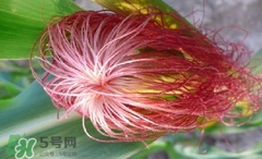 玉米須怎樣保存？玉米須可以曬干保存嗎？