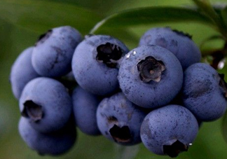 藍(lán)莓熱量高嗎？藍(lán)莓醬熱量高嗎？