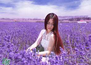 六月份還有薰衣草嗎？6月份哪里有薰衣草？