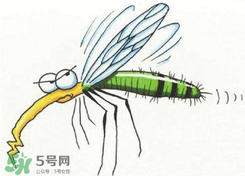 招蚊子是什么原因？招蚊子體質(zhì)怎么辦？