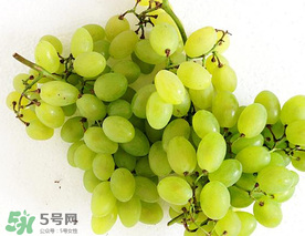 青提什么時(shí)候成熟？青提什么時(shí)候上市？
