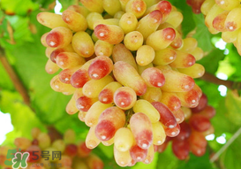 提子一天吃多少？提子一天吃幾個？