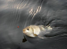 六月份怎么釣鯽魚？6月份釣鯽魚用什么餌料？