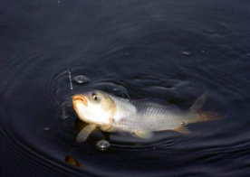 六月份怎么釣鯽魚？6月份釣鯽魚用什么餌料？