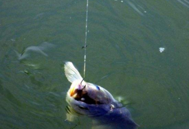 六月份怎么釣鯽魚？6月份釣鯽魚用什么餌料？