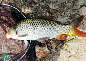 六月份怎么釣鯉魚？六月份釣鯉魚技巧