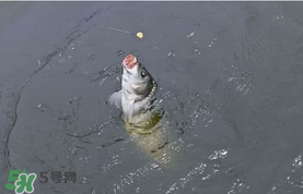 六月份怎么釣鯉魚？六月份釣鯉魚技巧