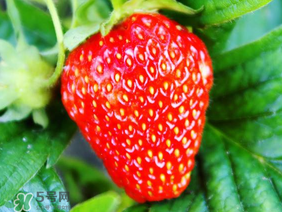 夏天有草莓嗎？夏天草莓結果嗎？