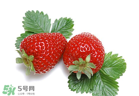 夏天有草莓嗎？夏天草莓結果嗎？