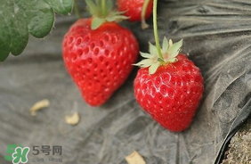 夏天有草莓嗎？夏天草莓結果嗎？