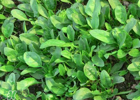 夏天可以種菠菜嗎？夏天菠菜為什么難種植？