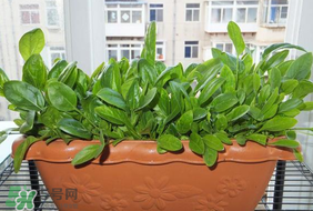 夏天可以種菠菜嗎？夏天菠菜為什么難種植？