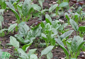 夏天可以種菠菜嗎？夏天菠菜為什么難種植？