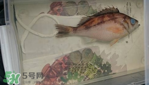 福爾馬林是什么？福爾馬林是甲醛嗎