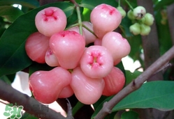 蓮霧什么季節(jié)吃最好？什么品種的蓮霧最好吃