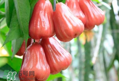 蓮霧什么季節(jié)成熟？蓮霧什么時(shí)候成熟