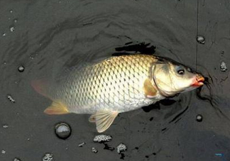六月份怎么釣鯽魚？6月份釣鯽魚用什么餌料？