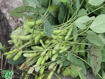 六月份可以種毛豆嗎？六月份毛豆怎么種植？