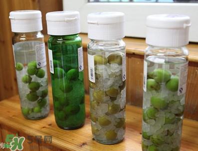 青梅酒用什么酒泡？青梅酒用什么酒好？