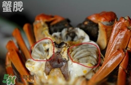 面包蟹是哪里產(chǎn)的？面包蟹哪里不能吃圖解