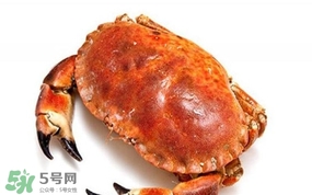 面包蟹是海蟹嗎？面包蟹吃什么東西