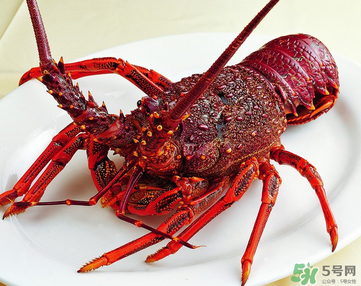澳洲龍蝦是淡水的嗎？澳洲龍蝦是海鮮嗎？