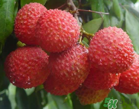 吃荔枝為什么會(huì)暈倒？吃荔枝暈倒怎么回事？