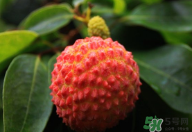 吃荔枝會(huì)流鼻血嗎？荔枝吃多了會(huì)流鼻血嗎？