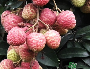 荔枝吃多了會流鼻血嗎？吃荔枝會流鼻血嗎？