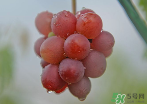 提子皮澀怎么處理？提子皮澀能吃嗎？