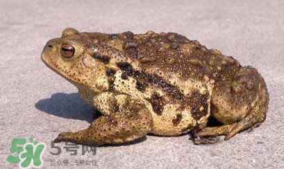 蟾蜍皮多少錢(qián)一斤？活的金蟾蜍多少錢(qián)一只