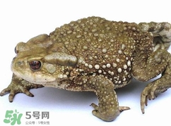 蟾蜍怎么讀？蟾蜍是保護動物嗎？
