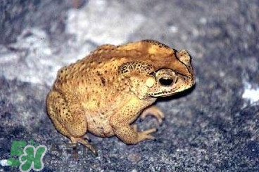 蟾蜍怎么分辨公母？蟾蜍如何養(yǎng)殖