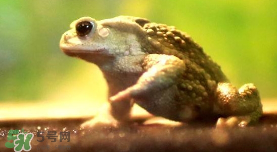 蟾蜍是害蟲還是益蟲？蟾蜍是幾級保護動物