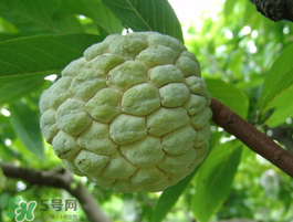 番荔枝什么時(shí)候成熟？番荔枝什么時(shí)候開(kāi)花？