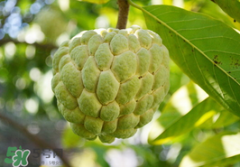 番荔枝什么時(shí)候成熟？番荔枝什么時(shí)候開(kāi)花？