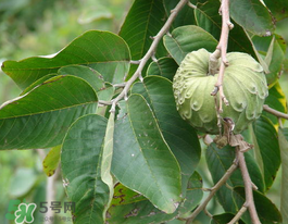番荔枝什么時(shí)候成熟？番荔枝什么時(shí)候開(kāi)花？