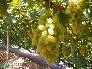 馬奶葡萄多少錢一斤？馬奶葡萄2017價(jià)格