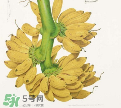芭蕉里面的黑籽是什么？芭蕉是草本類還是木本類
