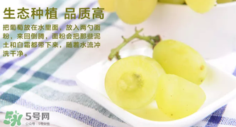 馬奶葡萄怎么保存？馬奶葡萄保存方法