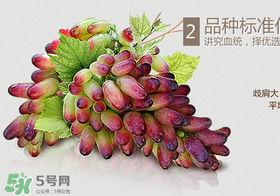 馬奶葡萄怎么保存？馬奶葡萄保存方法
